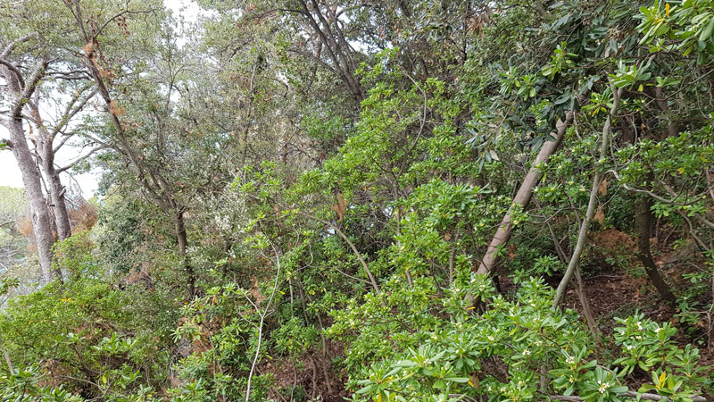 vegetazione in sito durante rilievo LiDAR