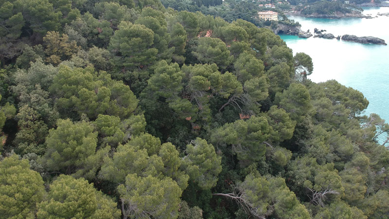 foto aerea della vegetazione in sito durante rilievo LiDAR