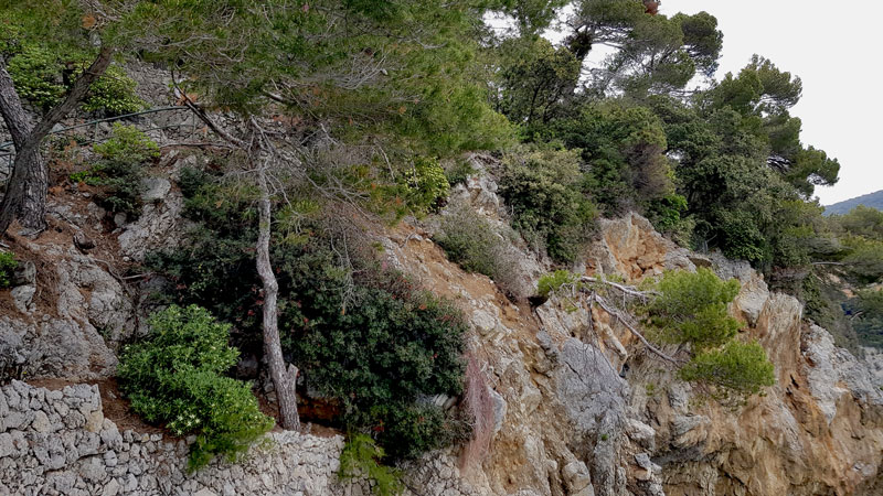 vegetazione su roccia in area di rilievo con LiDAR